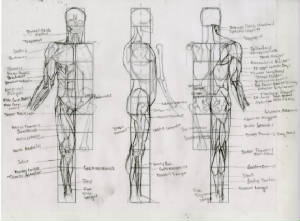 anatomy003.jpg