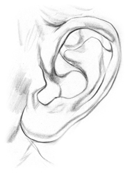 draw-ears-step3.jpg