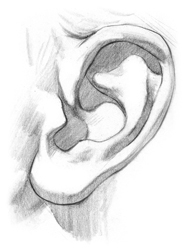 draw-ears-step4.jpg