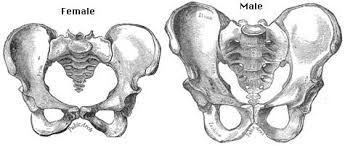 imagesca263i43.jpg